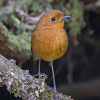 Rufous Antpitta